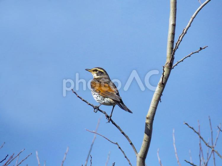 枝に留まるツグミ ツグミ,鶫,つぐみの写真素材