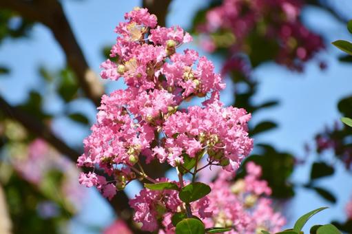 Crape myrtle, JPG Crape myrtle, JPG
