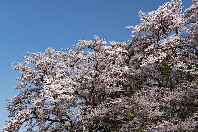 サクラ サクラ,さくら,桜の写真素材
