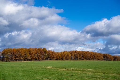 黄金色のカラマツ林と青空 丘,カラマツ林,牧草地の写真素材