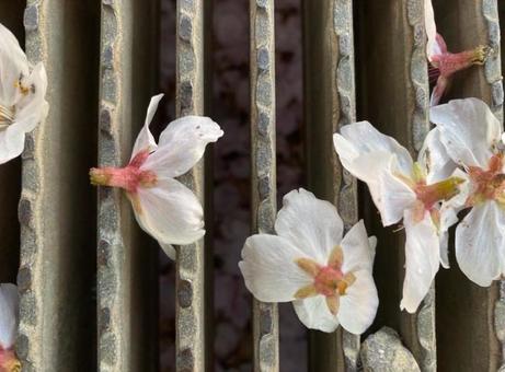 桜 桜の写真