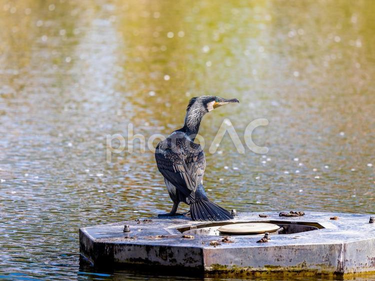 水辺で羽を広げるカワウ カワウ,野鳥,鳥の写真素材