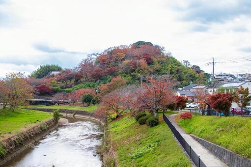 秋の竜田川と三室山 三室山,竜田川,秋の写真素材