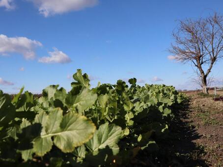 野菜畑 野菜畑の写真