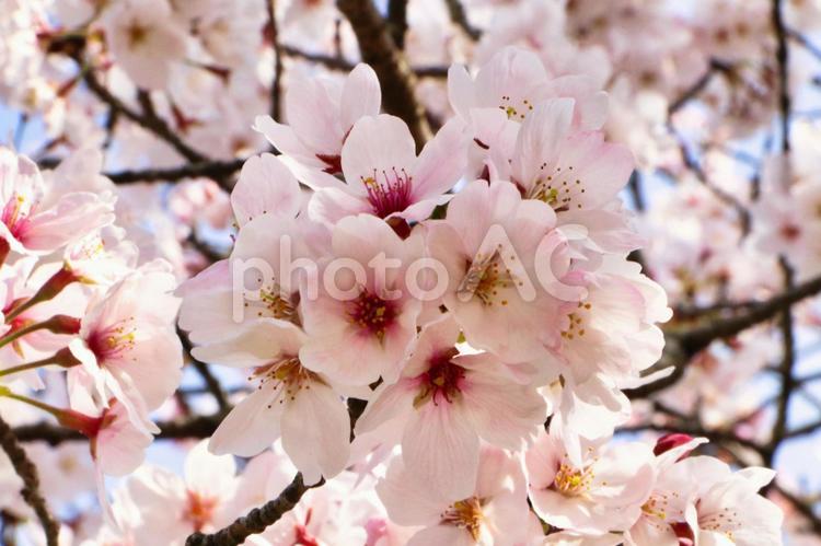 日本の春の桜 春,四季,桜の写真素材