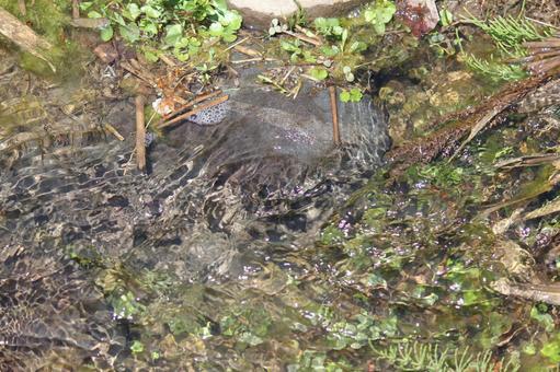 山の湧き水 山,水,田の写真素材