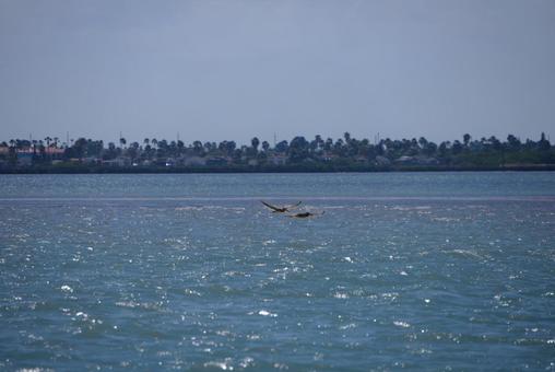 ペリカン ペリカンの写真
