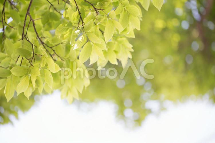 新緑の木漏れ日 新緑,木漏れ日,太陽の写真素材