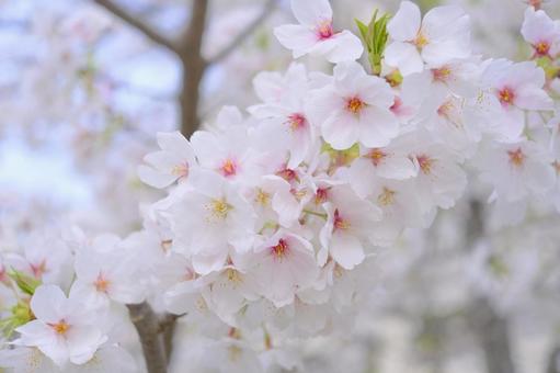 桜 桜の写真