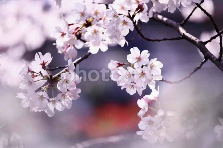 満開の美しい桜の花 花,桜,春の写真素材