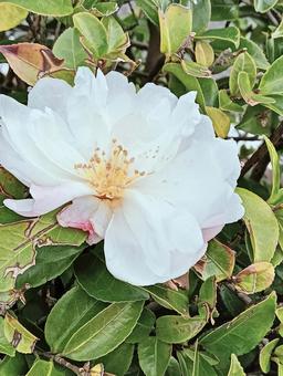 花11121 花,植物,自然の写真素材