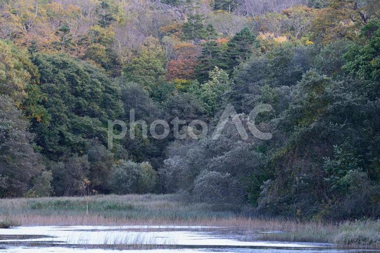 秋の原生林の紅葉 日本,北海道,江別の写真素材