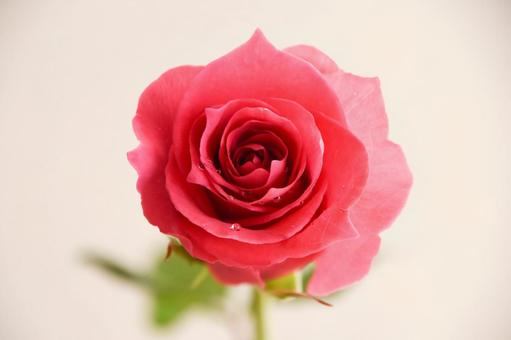 ピンクのばら ピンクのばら 水滴,ピンク,花の写真素材