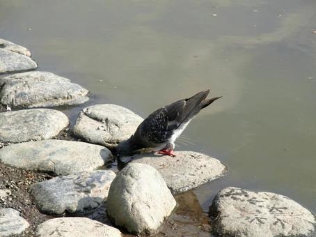 池の岸辺でゴクゴク水を飲むドバト 池の岸辺でゴクゴク水を飲むドバトの写真