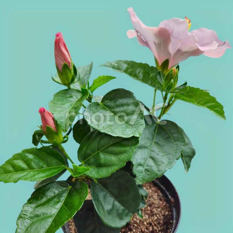 ハイビスカス切り抜き６ 花,生花,ハイビスカスの写真素材