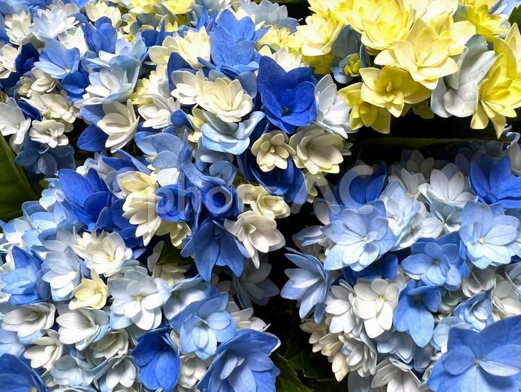 白と青のあじさい あじさい,紫陽花,アップの写真素材