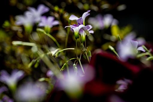 オキザリス オキザリス オキザリス・トライアングリス,花,薄紫の写真素材