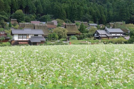 美山かやぶきの里のそばの花 美山かやぶきの里のそばの花の写真