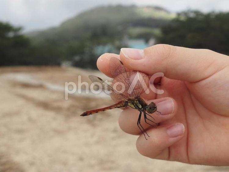 赤とんぼ捕まえた 赤とんぼ,虫取り,手の写真素材