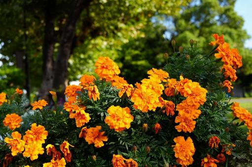 太陽のように輝くマリーゴールドの花 秋,オレンジ色,花のある風景の写真素材