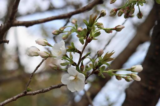 桜10の写真