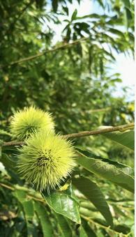 秋の訪れの写真