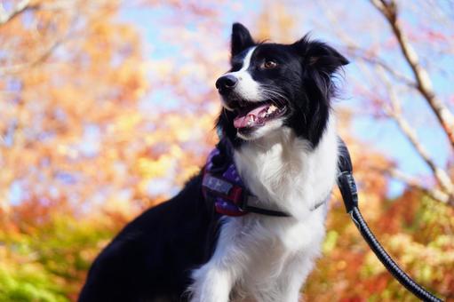 紅葉とボーダーコリー 紅葉,秋,ボーダーコリーの写真素材