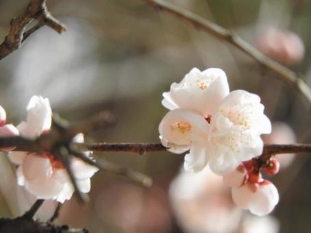 梅の花 梅の花の写真