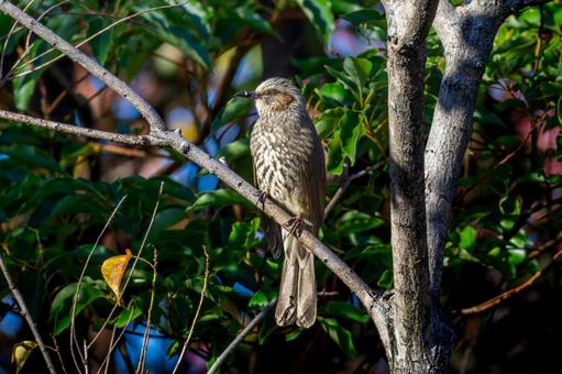 枝にとまるヒヨドリ 枝にとまるヒヨドリ ヒヨドリ,野鳥,鳥の写真素材