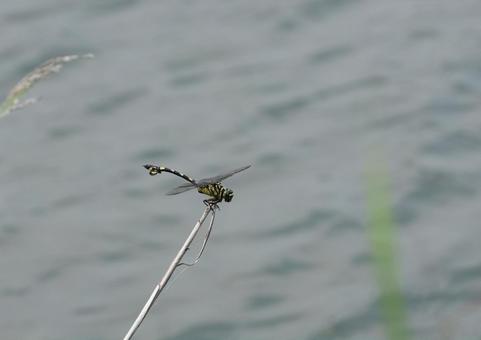 Fan-tailed Dragonfly, JPG