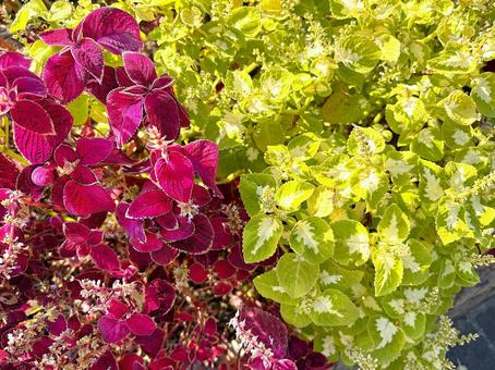 カラーリーフの写真