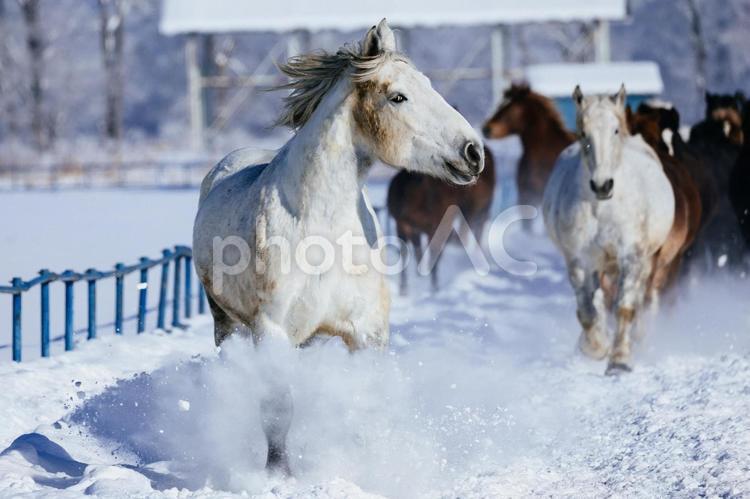 冬に走る馬の群れ 馬,冬,馬追いの写真素材
