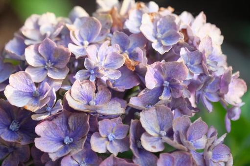 紫陽花 紫陽花の写真