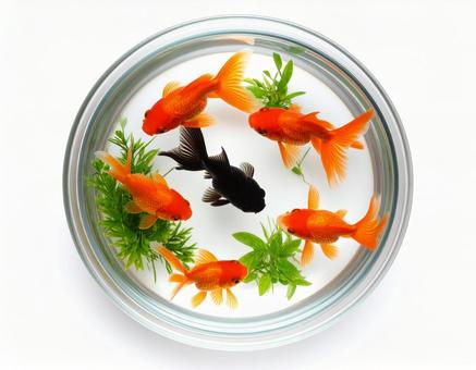 金魚 金魚の写真