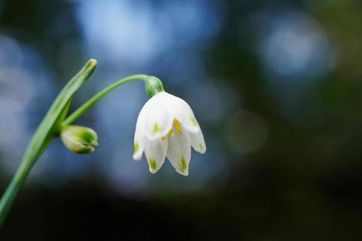 可憐なスノーフレークの花 スノーフレーク,オオマツユキソウ,大待雪草の写真素材