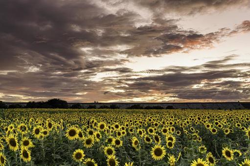 福岡-【柳川ひまわり園】の写真