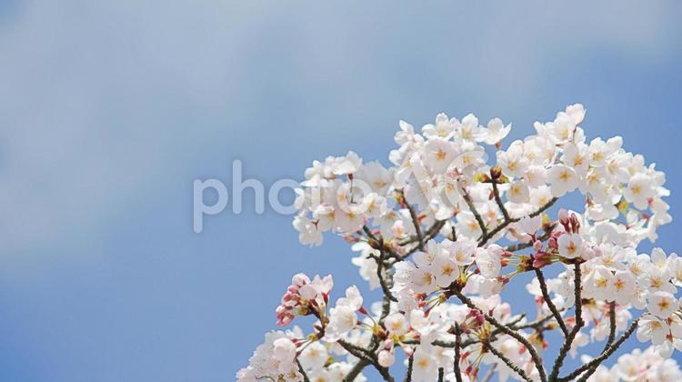 美しいサクラの花と青空 春,風景,キラキラの写真素材