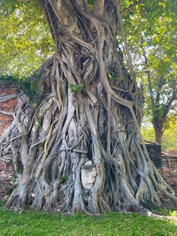 ワット・マハタート ワット・マハタート,ワット・プラ・マハータート,アユタヤの写真素材