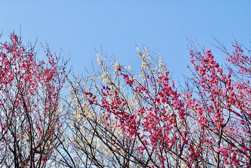 早春の紅白の梅の満開 早春の紅白の梅の満開の写真