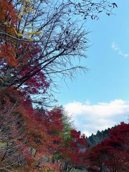 青空と紅葉 青空と紅葉の写真