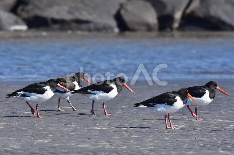 干潟の上で休むミヤコドリの群れ 冬,秋,野鳥の写真素材