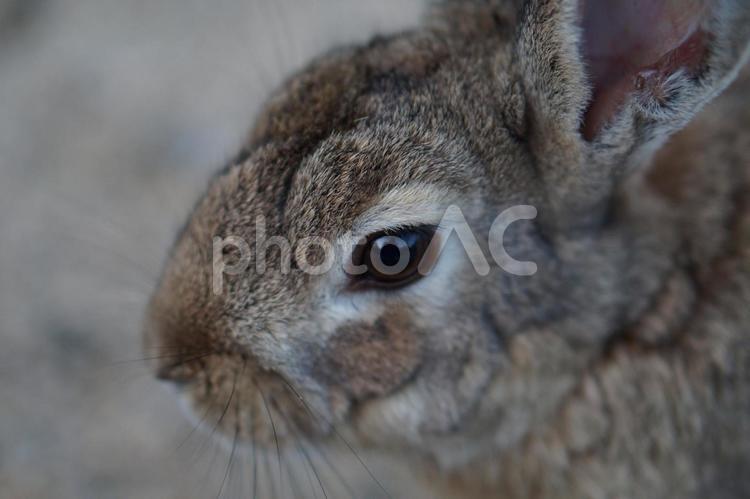うさぎ　俯瞰 うさぎ,ウサギ,兎の写真素材