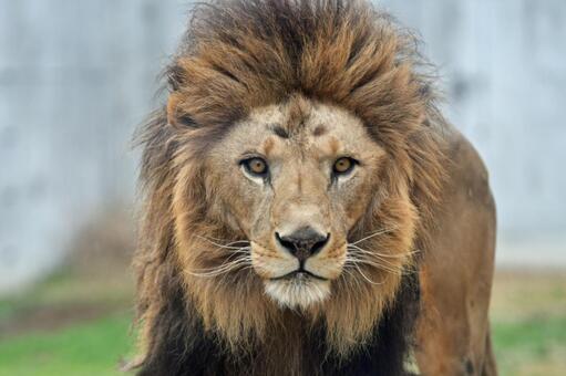 千葉のライオン ライオン,lion,食肉目の写真素材