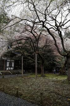 常照皇寺の桜 常照皇寺の桜の写真