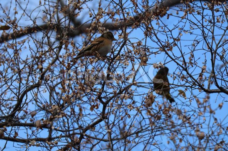 冬枯れの樹の枝にとまるズアオアトリ 冬枯れ,樹,枝の写真素材