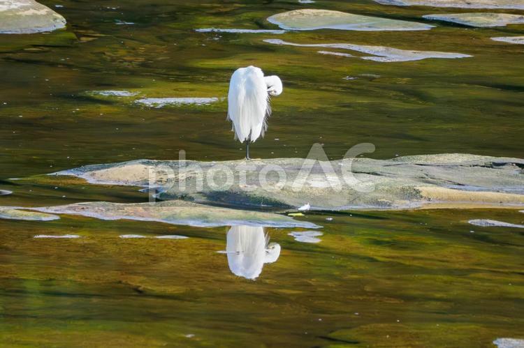 コサギ⑾ 鳥,コサギ,鳥類の写真素材