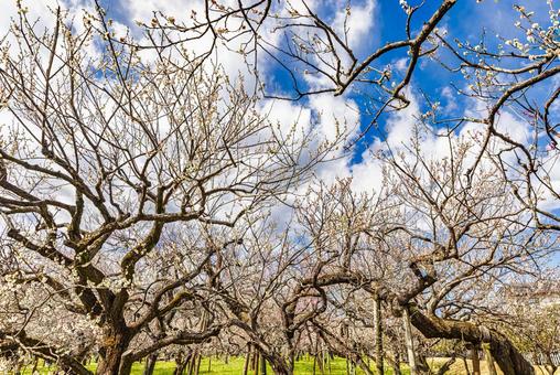 偕楽園公園　満開の梅園 偕楽園,花,梅の写真素材