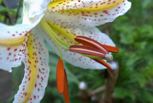 夏の庭に咲くヤマユリの花 夏の庭に咲くヤマユリの花の写真