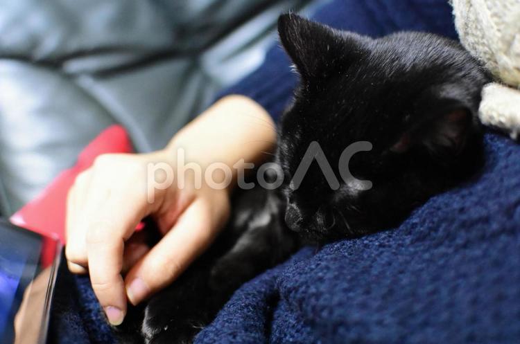 黒猫るーくと飼い主の手 猫,キャット,黒猫の写真素材