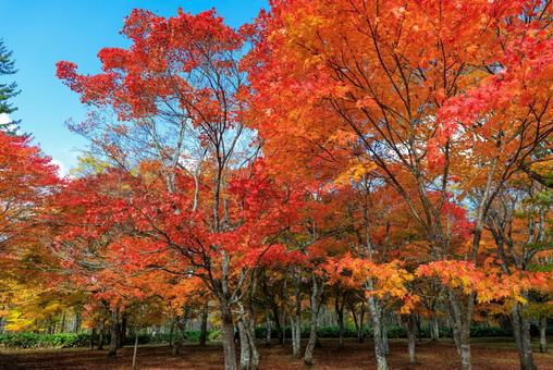 北海道の紅葉 紅葉,秋,福原山荘の写真素材